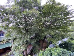 38 Jervois (D10), Apartment #535877691